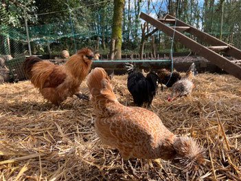Ferme pédagogique à Saint Christophe du Ligneron
