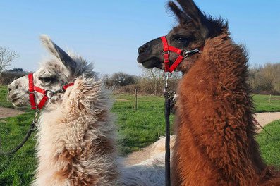 Les lamas du Fief Guibert au Poiré sur Vie